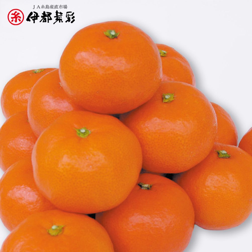 糸島みかん 紅まる君