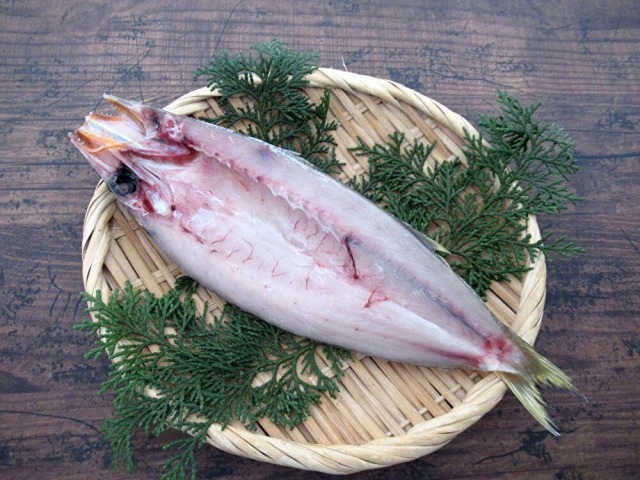 赤カマス/生開き（1枚）