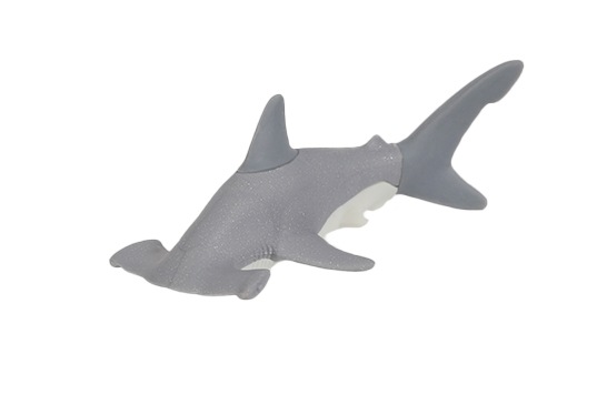 アカシュモクザメ ハンマーヘッドシャーク 全身骨格標本