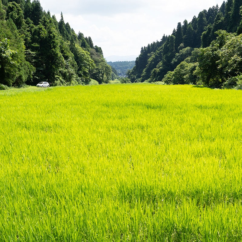 �������ݥ����ҥ��ꡡŷ��ë��(7ǯ��) 1.5kg