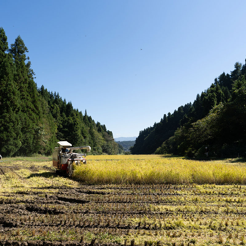 ������̵���ۼ������ݥ����ҥ��ꡡŷ��ë��(7ǯ��) 1.5kgx2�ޥ��å�