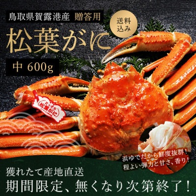 【レビュー特典付】鳥取県賀露港産 浜ゆで松葉がに　中（約６００ｇ）　11月8日以降の発送 送料無料