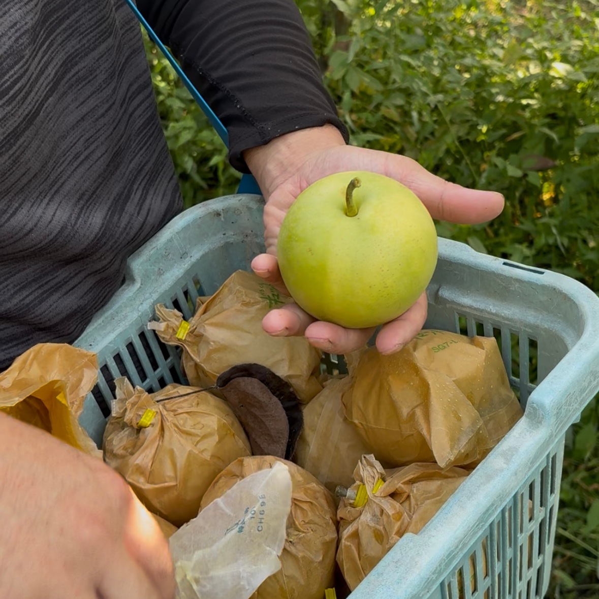 岡垣農園 鳥取県産 二十世紀梨 3kg ギフト用