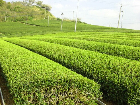 茶三代一 有機JAS認定商品 有機煎茶八雲みどり80g×3本「メール便