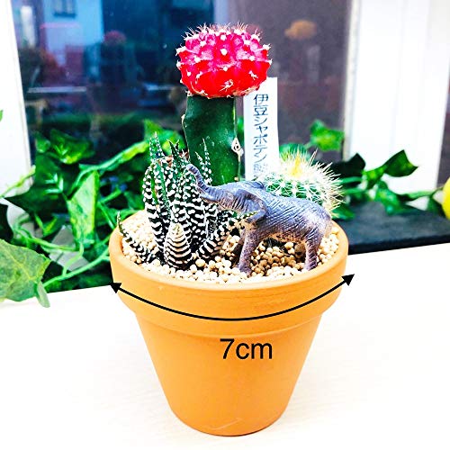 伊豆シャボテン動物公園 ミニサボテン 多肉植物 寄せ植え 動物フィギュア付き サボテン 多肉植物 伊豆シャボテン本舗 公式オンラインショップ