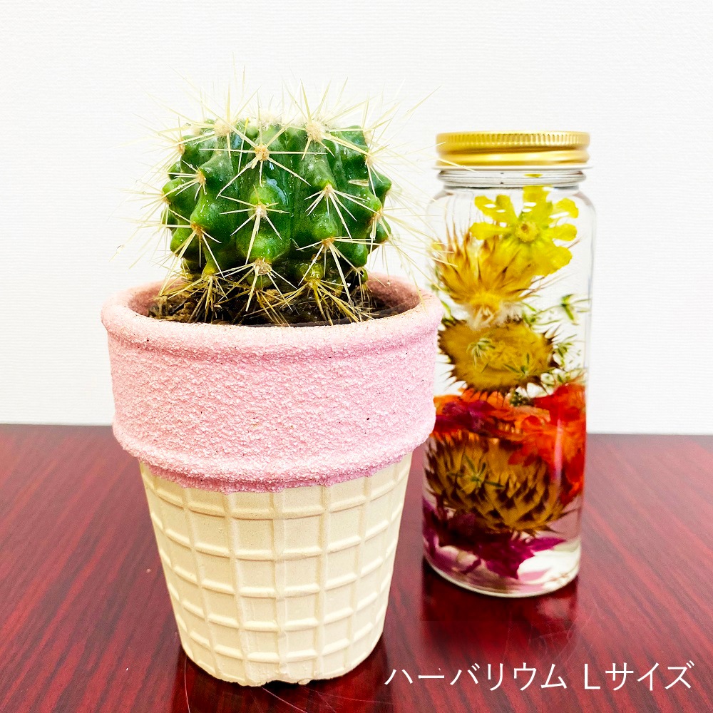期間限定 年の時を経て咲く金鯱の花 サボテンの花を楽しむ新しい観賞スタイル オリジナルハーバリウム キンシャチ鉢植えセット サボテン 多肉植物 伊豆シャボテン本舗 公式オンラインショップ 期間限定 年の時を経て咲く金鯱の花 サボテンの花を楽しむ新しい観賞スタイル オリジナルハーバリウム キンシャチ鉢植えセット サボテン 多肉植物 伊豆シャボテン本舗 公式オンラインショップ