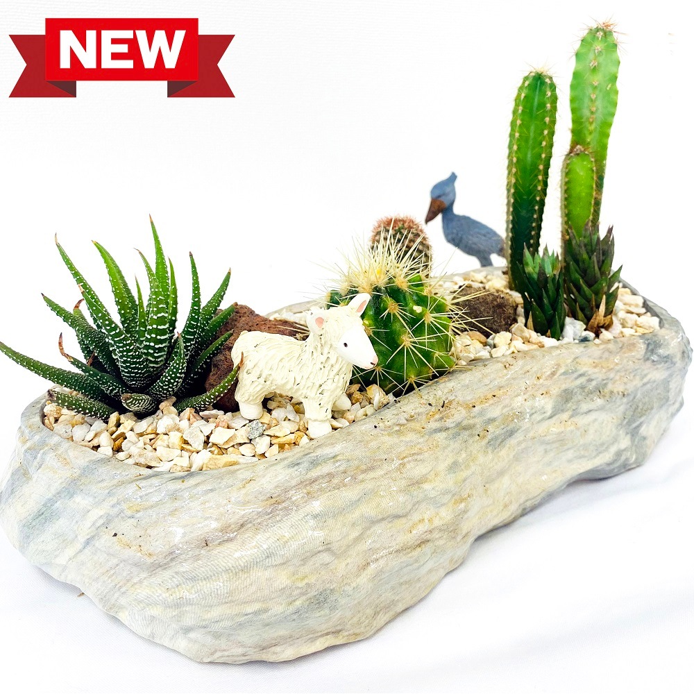 数量限定 まるで小さなロックガーデン サボテン 多肉植物の寄せ植え 動物フィギュア付きセット サボテン 多肉植物 伊豆シャボテン本舗 公式オンラインショップ
