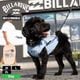 BILLABONG |  POSTER ART DOG TANK��BG013981D��