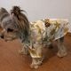  BILLABONG |  ALOHA DOG SHIRT��BG013984D��