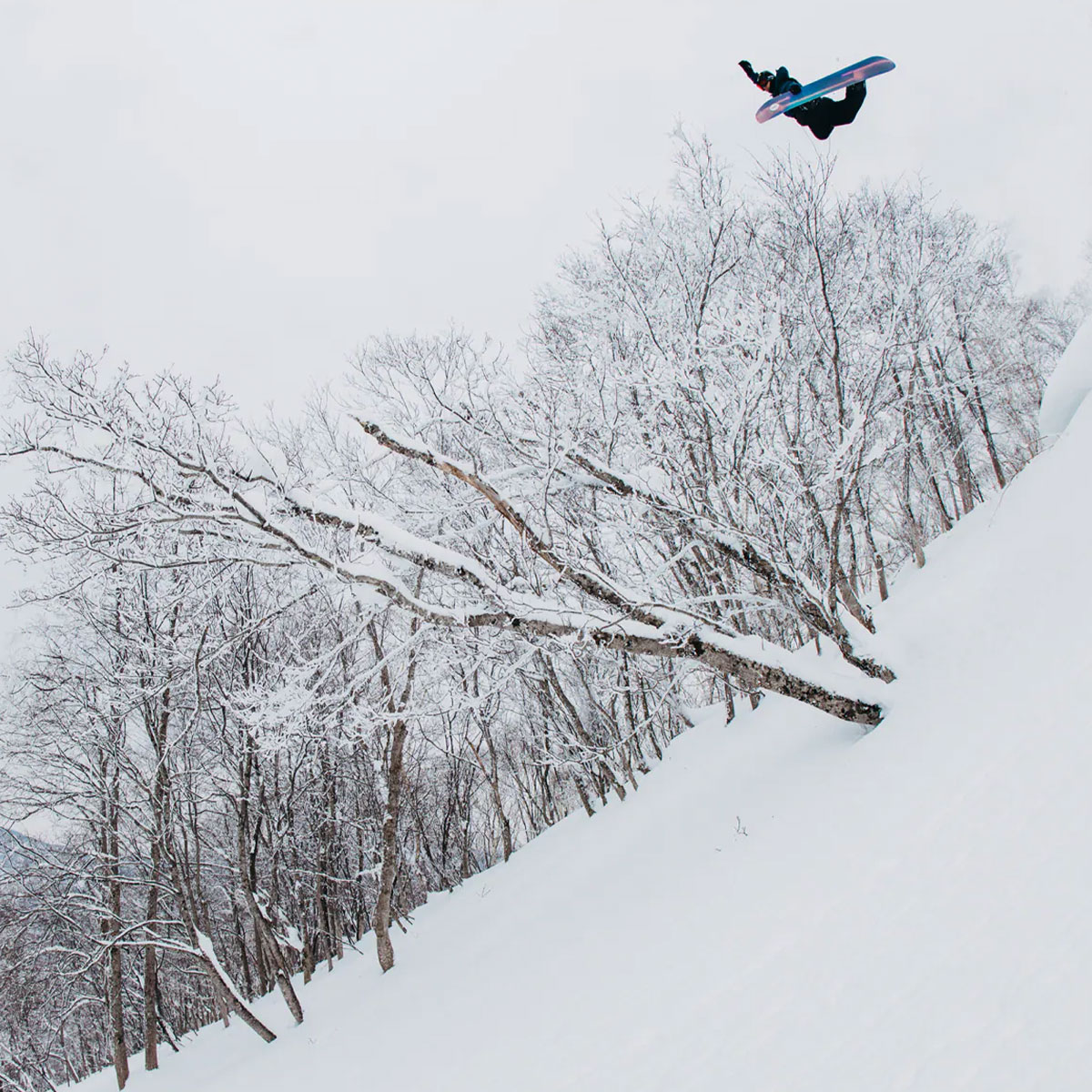 ��50%OFF ���Ρ�������ۥ��Ρ��ܡ��� ���Υܡ� �� �С��ȥ� ��ǥ����� ��� �ե꡼��������ܡ��� 154 158cm �ե��ߥ꡼�ĥ꡼ �ϥ��ե��ǥ�ƥ��� �����С� �͵� �֥��� | Burton Family Tree High Fidelity Camber��24370100000��( JACK����������)