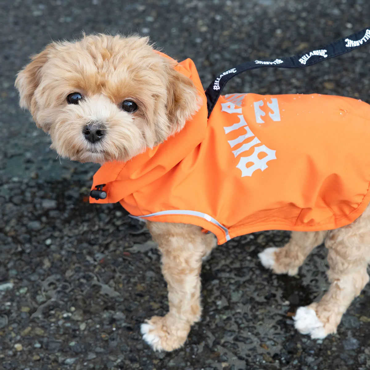 BILLABONG |  REFLECTIVE DOG RAINC��BG013985D��