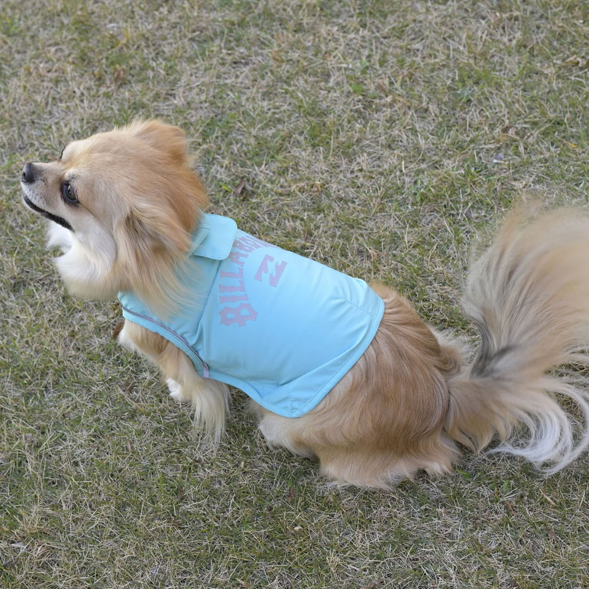 BILLABONG |  REFLECTIVE DOG RAINC��BG013985D��