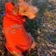 BILLABONG |  REFLECTIVE DOG RAINC��BG013985D��