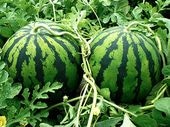 �ʣ����ܥϥ����ɤ����������̡���������