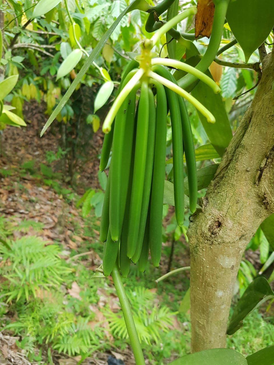 最高級グレードaのインドネシア産タヒチ種バニラビーンズ1本真空包装 最高級グレードaのインドネシア産タヒチ種バニラビーンズ1本真空包装