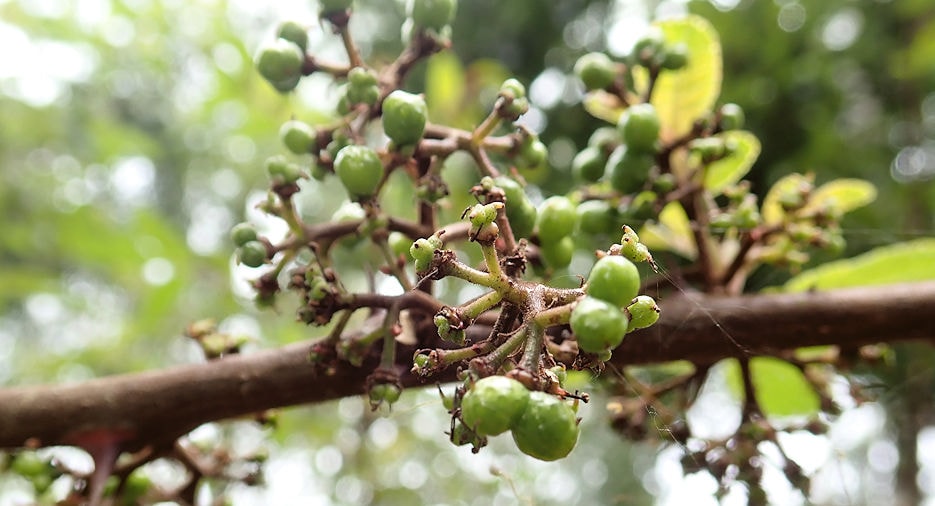 日本初、幻の香味料、インドネシア山椒 アンダリマン山椒