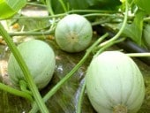 ͼĥ�Ի���Ŧ�̥����ʤ����������