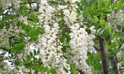 長野養蜂 アカシヤはちみつ1.2kg | 長野養蜂 はちみつ | 夕張メロンの