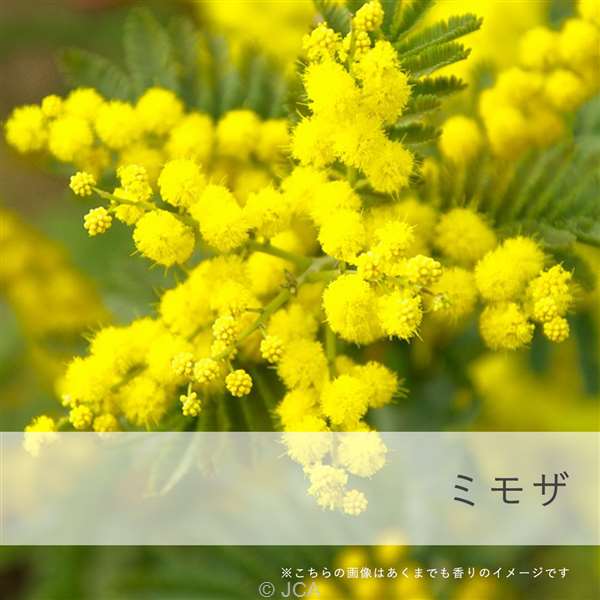 ミモザ 天然染料 80g 【公式通販】 ミモザ 天然染料 80g 【公式通販】
