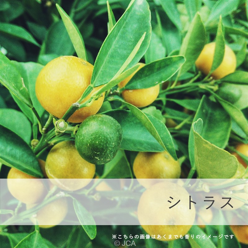 ���������ȥ饹 �������50���졿100����