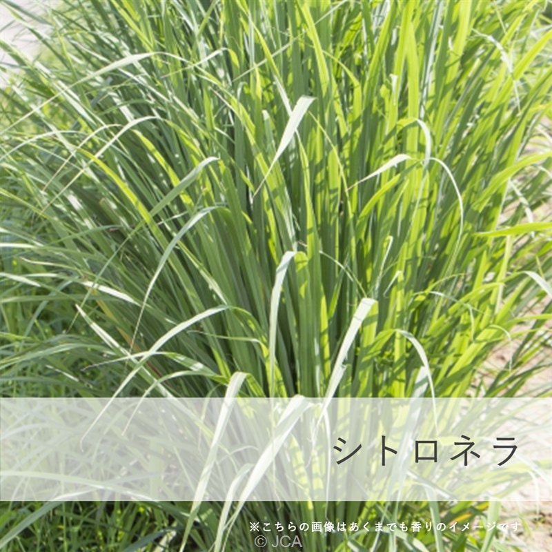 �ڼ������ٳ�ǧ��۹��������ȥ��ͥ� �������50���졿100����