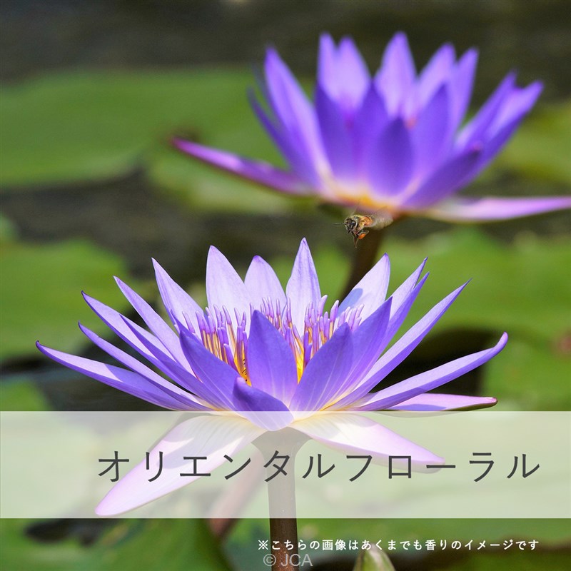 ���������ꥨ�󥿥�ե������ �������50���졿100����