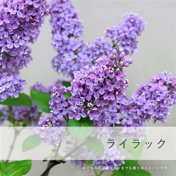 �������饤��å����������50���졿100����