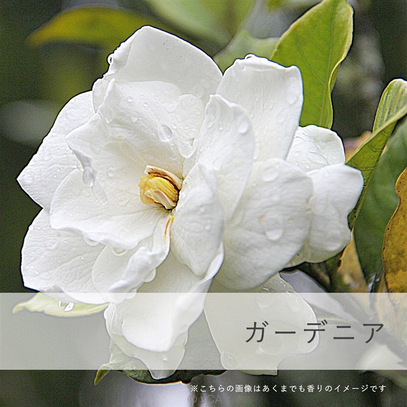 �����������ǥ˥����������50���졿100����