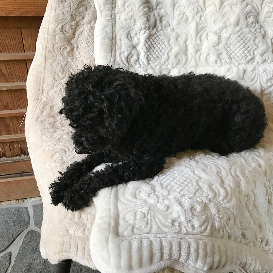 classic flannel ロングシート48x150cm ホワイト 在庫がなくなり次第終了