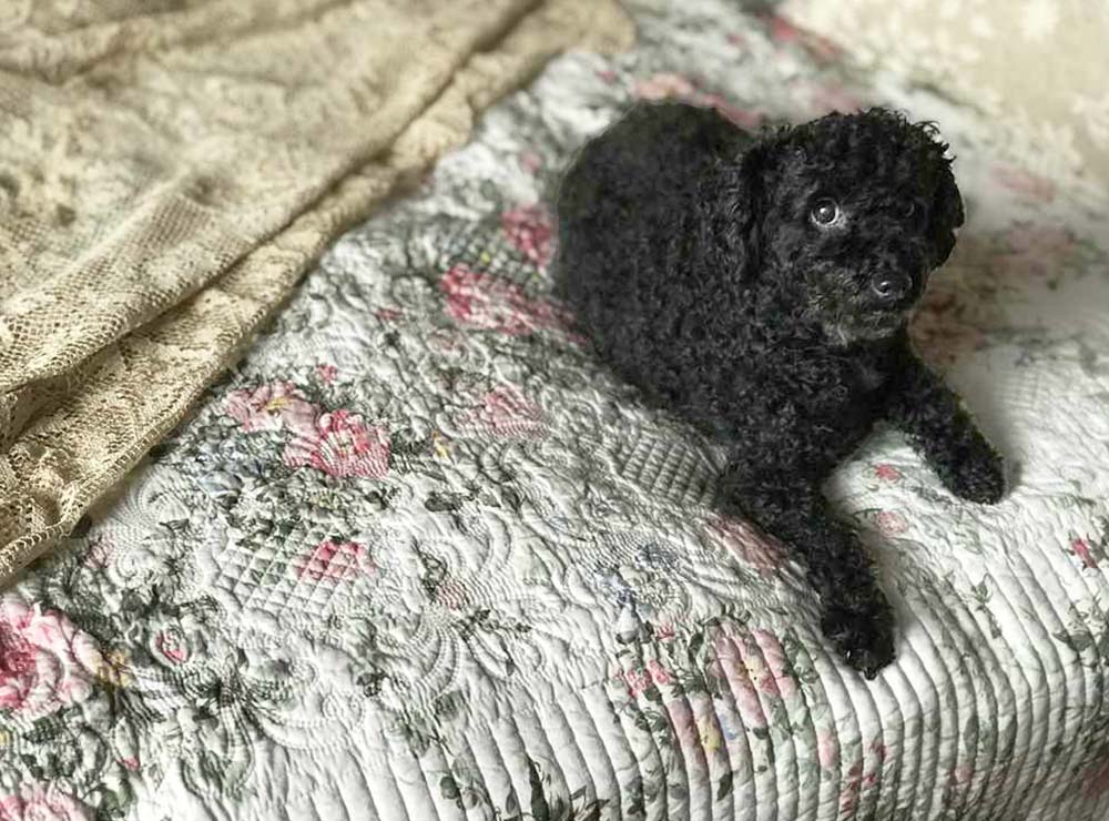 champs de fleurs ローズキルト マルチカバー 200x250cm リバーシブル