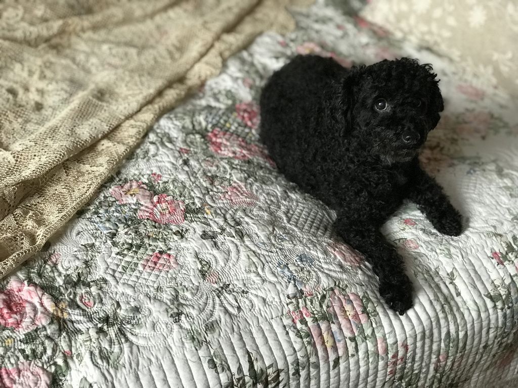 champs de fleurs ローズキルト クッションカバー 45x45cm