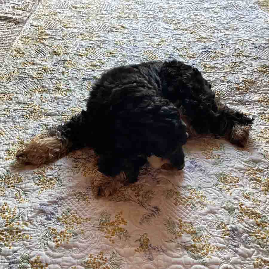 ミモザプランタンシリーズ マルチカバー 200x250cm