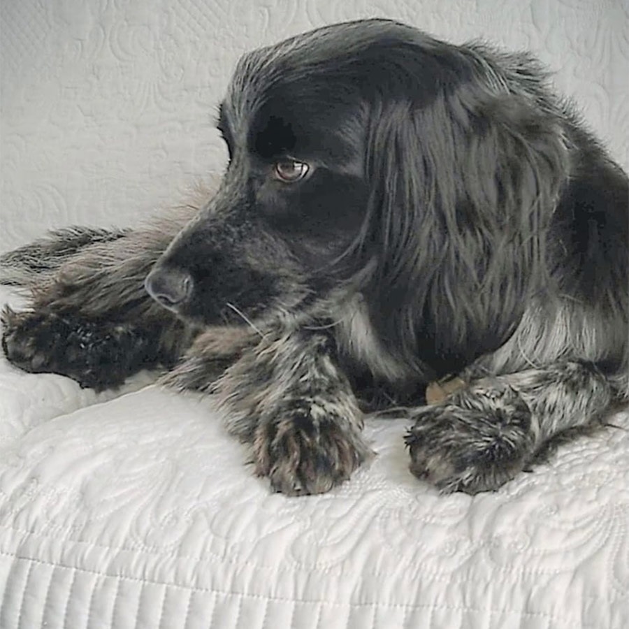 ホワイトキルト マルチカバー 200x250cm