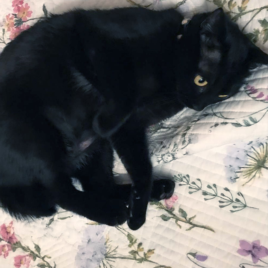 botany white マルチカバー 200x200cm リバーシブル