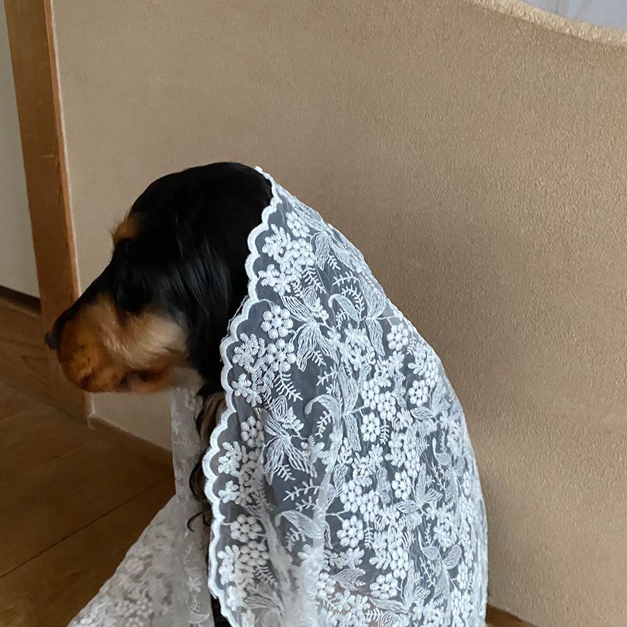 2サイズ展開 レース カフェカーテン60x120cm