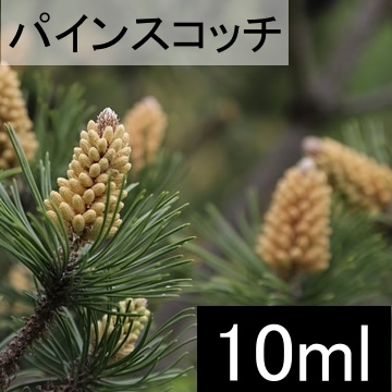 パインスコッチ10ml【ネコポOK】