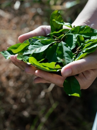 里山の自然が育んだクロモジ芳香蒸留水50ml