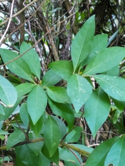 里山の自然が育んだクロモジ芳香蒸留水50ml