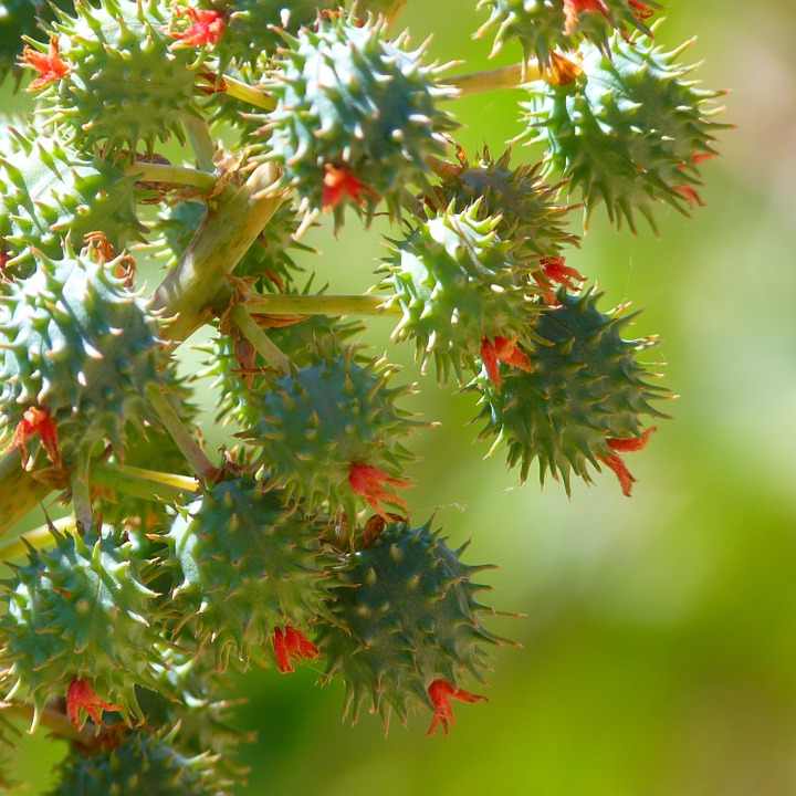 ひまし油500ml（458g）（キャスターオイル・カスターオイル）