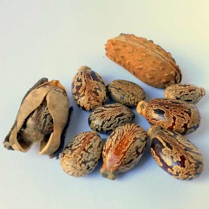 ひまし油500ml（458g）（キャスターオイル・カスターオイル）