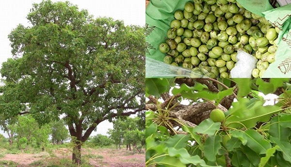 未精製シアバターオーガニック50g【ネコポOK】