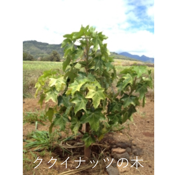 ククイナッツオイル500ml（460g）