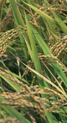 こめ油1500g(築野食品)