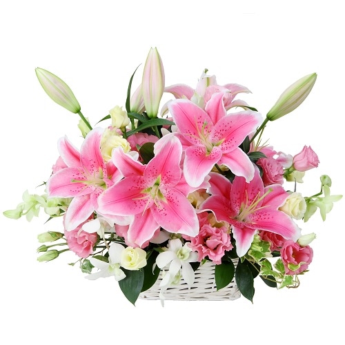 MN-007���ڥ�ɥåȥ����