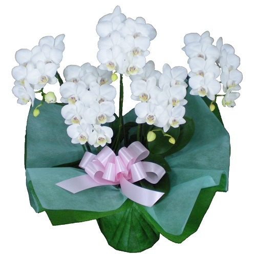 �ߥǥ���ĳ��5��Ω����)��More��