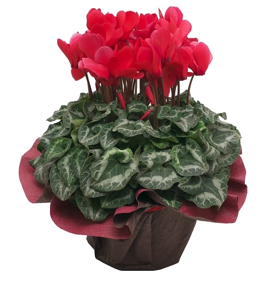 GL-017 ��������(��)