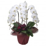 �ڥ����٥꡼�ѡ�����Ź�˲֡ۡ�����������ɸ�ĳ��3��Ω��(��)