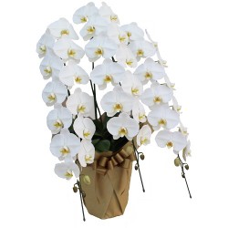 �ڥ����٥꡼�ѡ�����Ź�˲֡ۥǥ�å�����ĳ��3��Ω��(��)����