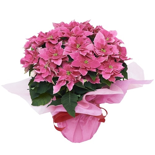 GL-018���ݥ��󥻥����ʥԥ󥯡�