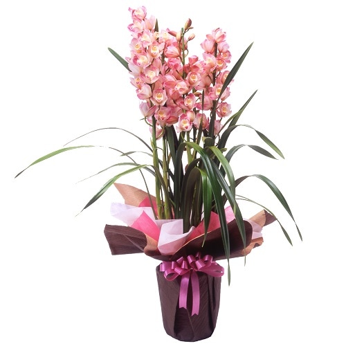 GL-003 ����ӥ��塼��(�ԥ󥯷�)